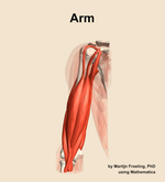 Muscles of the Arm - orientation 13