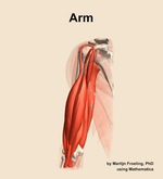 Muscles of the Arm - orientation 14