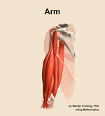 Muscles of the Arm - orientation 15