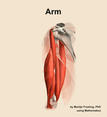 Muscles of the Arm - orientation 16