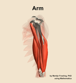 Muscles of the Arm - orientation 2