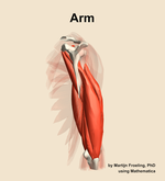 Muscles of the Arm - orientation 3