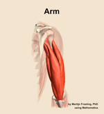 Muscles of the Arm - orientation 4