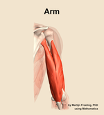 Muscles of the Arm - orientation 5