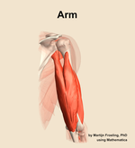 Muscles of the Arm - orientation 6