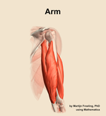 Muscles of the Arm - orientation 7