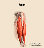 Muscles of the Arm - orientation 8