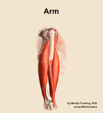 Muscles of the Arm - orientation 9