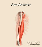 Muscles of the anterior compartment of the arm - orientation 10