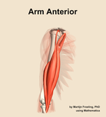 Muscles of the anterior compartment of the arm - orientation 11