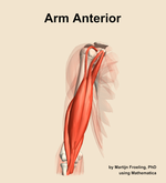 Muscles of the anterior compartment of the arm - orientation 12