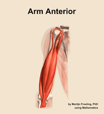 Muscles of the anterior compartment of the arm - orientation 13