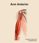 Muscles of the anterior compartment of the arm - orientation 14