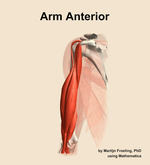 Muscles of the anterior compartment of the arm - orientation 15