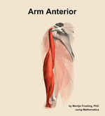Muscles of the anterior compartment of the arm - orientation 16