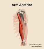 Muscles of the anterior compartment of the arm - orientation 2