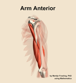 Muscles of the anterior compartment of the arm - orientation 3