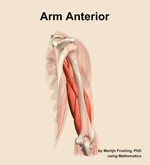 Muscles of the anterior compartment of the arm - orientation 4