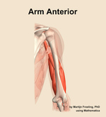 Muscles of the anterior compartment of the arm - orientation 5