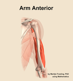 Muscles of the anterior compartment of the arm - orientation 6