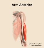 Muscles of the anterior compartment of the arm - orientation 7