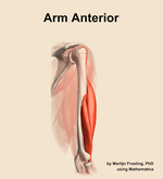 Muscles of the anterior compartment of the arm - orientation 8