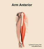 Muscles of the anterior compartment of the arm - orientation 9