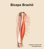 The biceps brachii muscle of the arm - orientation 10