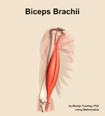The biceps brachii muscle of the arm - orientation 11