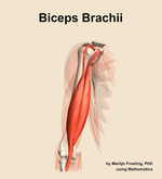 The biceps brachii muscle of the arm - orientation 12