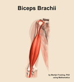 The biceps brachii muscle of the arm - orientation 13
