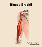 The biceps brachii muscle of the arm - orientation 14