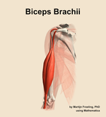 The biceps brachii muscle of the arm - orientation 15