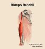 The biceps brachii muscle of the arm - orientation 16