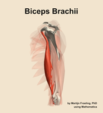 The biceps brachii muscle of the arm - orientation 2