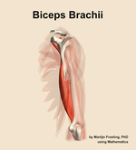 The biceps brachii muscle of the arm - orientation 3