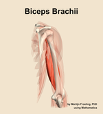 The biceps brachii muscle of the arm - orientation 4