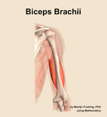 The biceps brachii muscle of the arm - orientation 5