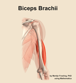 The biceps brachii muscle of the arm - orientation 6