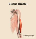 The biceps brachii muscle of the arm - orientation 7