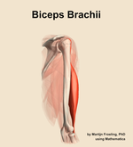 The biceps brachii muscle of the arm - orientation 8