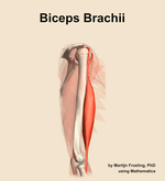The biceps brachii muscle of the arm - orientation 9
