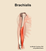 The brachialis muscle of the arm - orientation 10