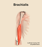 The brachialis muscle of the arm - orientation 11