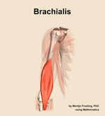 The brachialis muscle of the arm - orientation 12