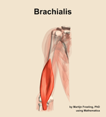 The brachialis muscle of the arm - orientation 13