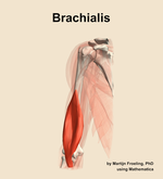 The brachialis muscle of the arm - orientation 14