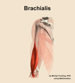 The brachialis muscle of the arm - orientation 15