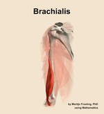 The brachialis muscle of the arm - orientation 16