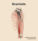 The brachialis muscle of the arm - orientation 2